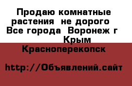 Продаю комнатные растения  не дорого - Все города, Воронеж г.  »    . Крым,Красноперекопск